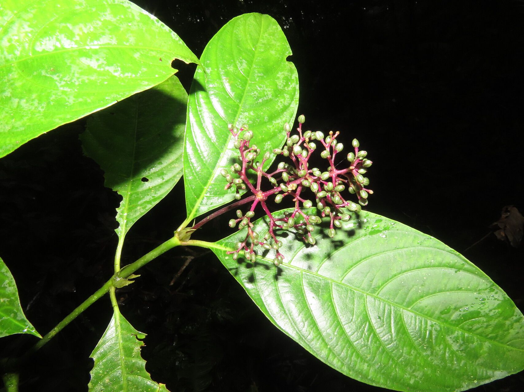 Palicourea microbotrys — houseplant care guide