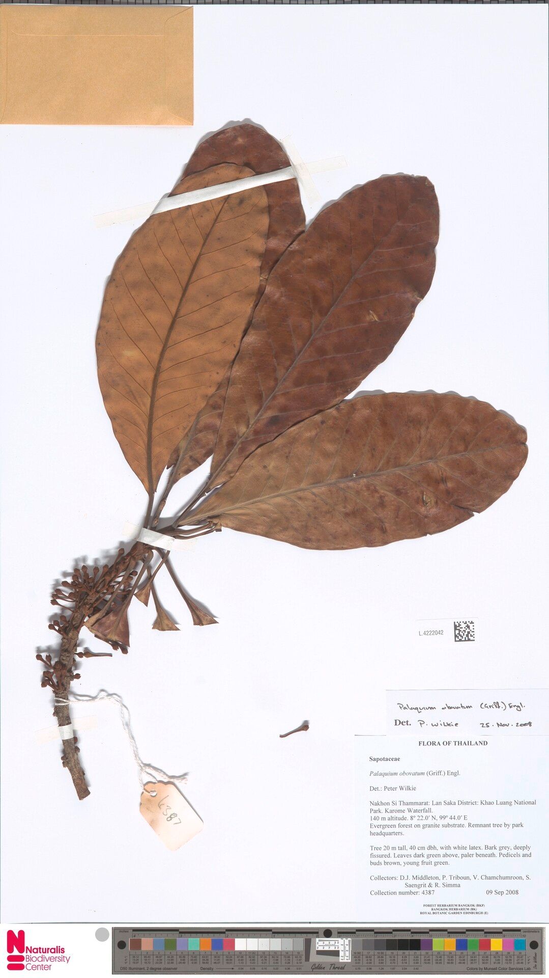 Palaquium obovatum — related species from the same genus