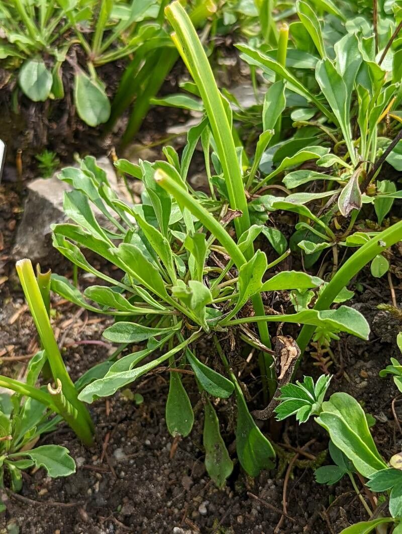 Globularia trichosantha leaf