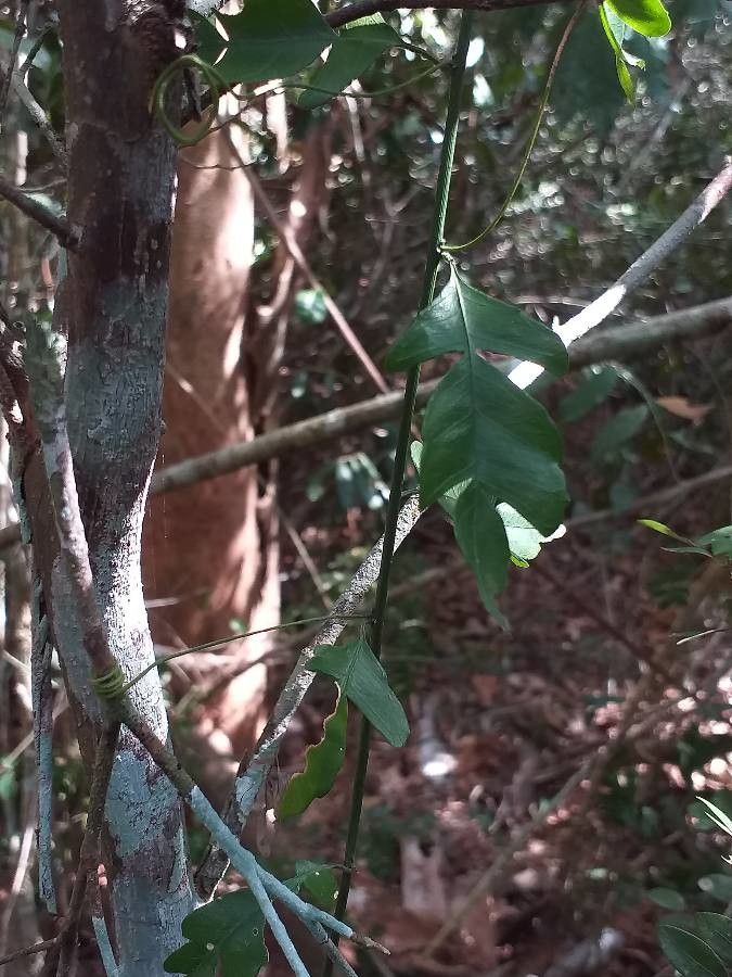 Schlechterina mitostemmatoides bark