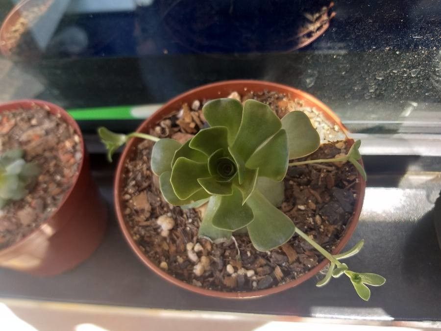 Orostachys aggregata — related species from the same genus