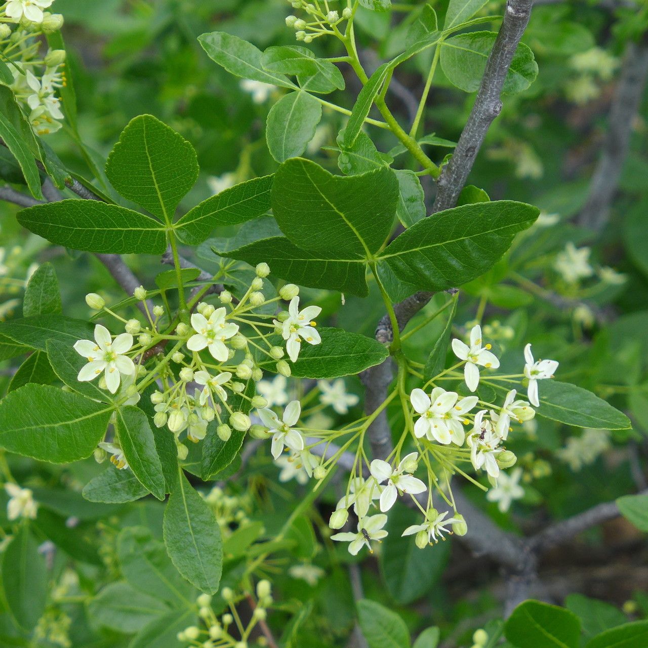 Ptelea crenulata — related species from the same genus