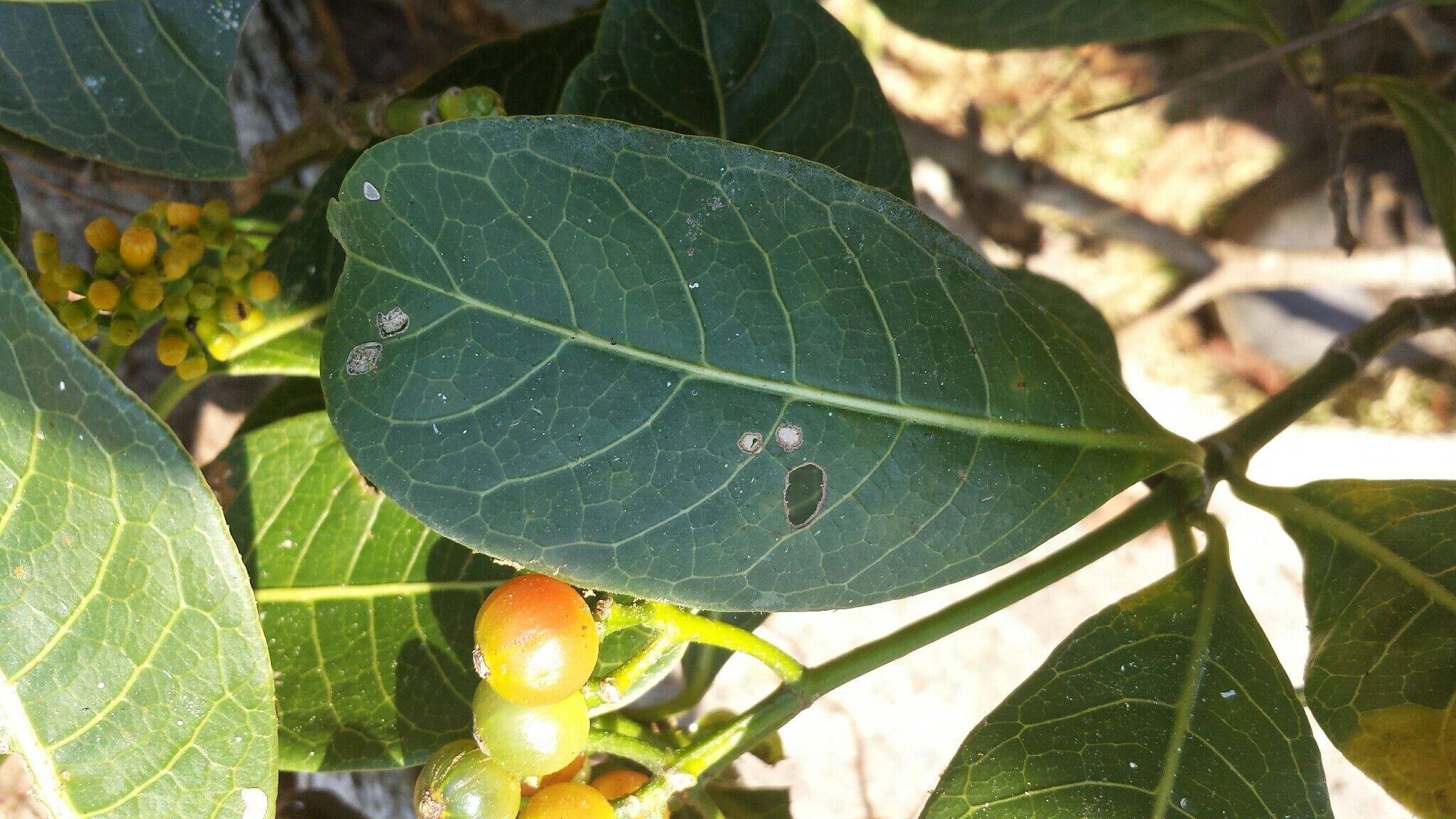 Psychotria parkeri fruit