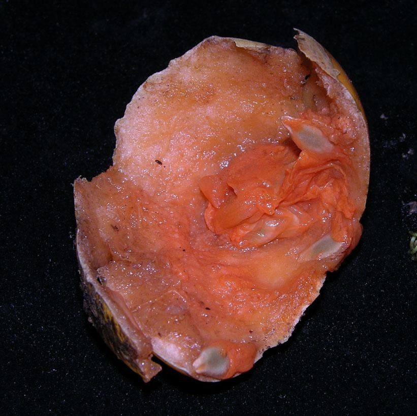 Melothria dulcis fruit