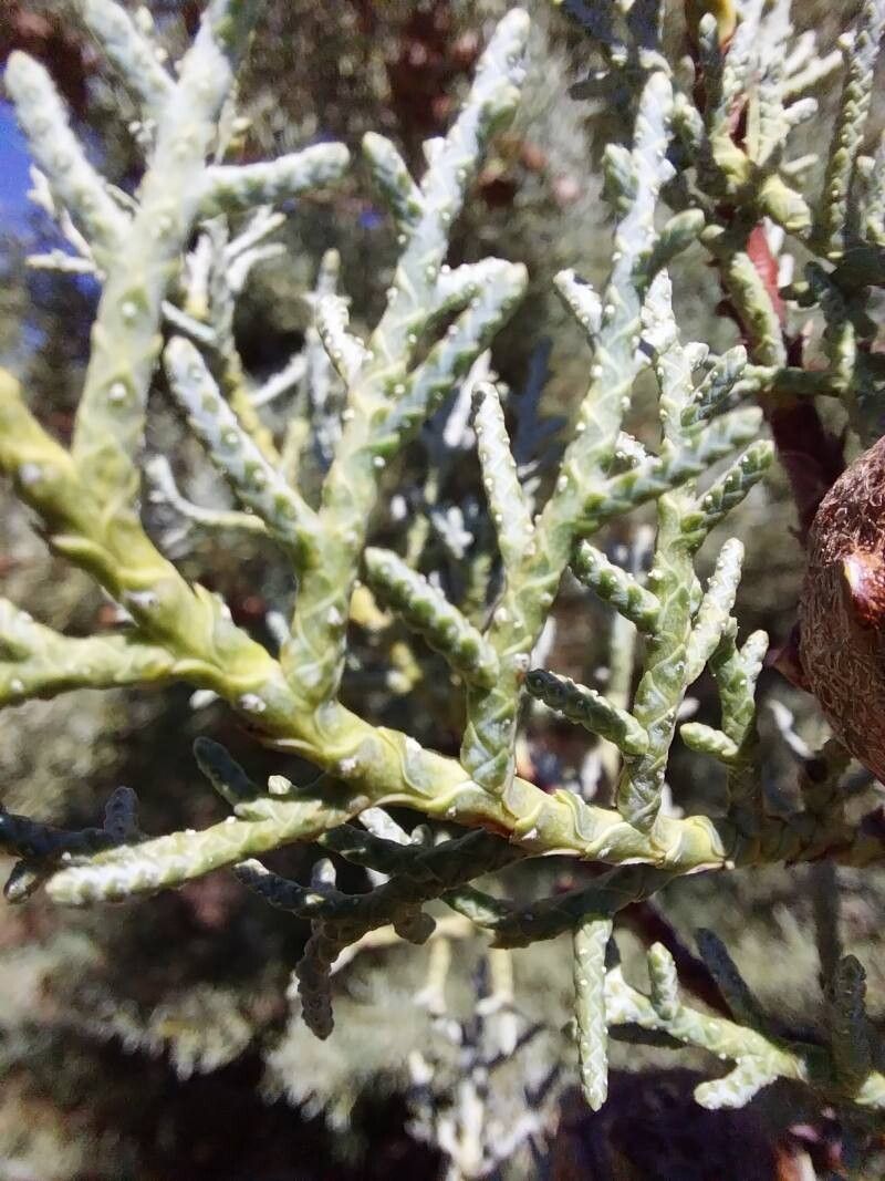 Hesperocyparis stephensonii — search result for 'Hesperocyparis'