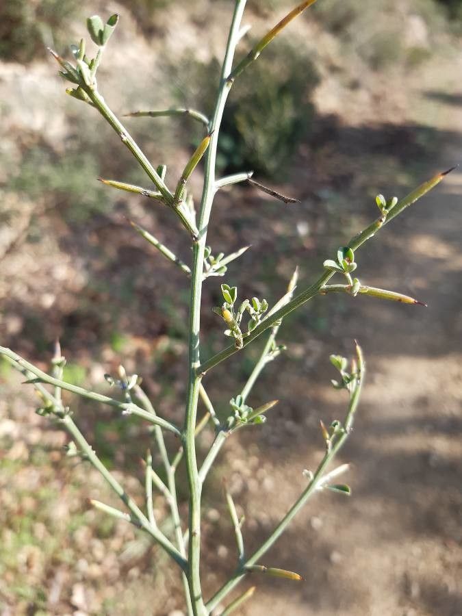 Calicotome spinosa leaf