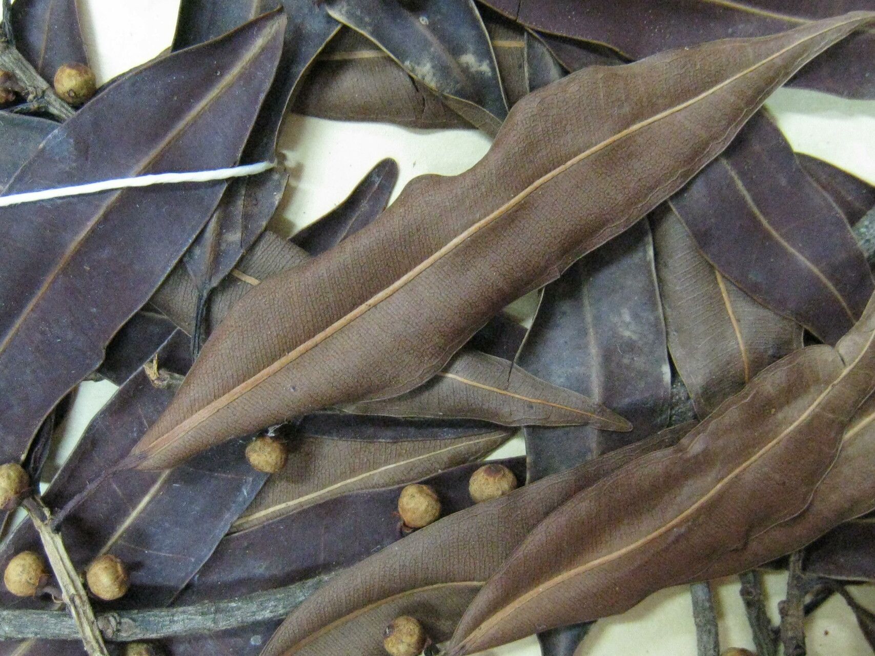 Ficus leiophylla other