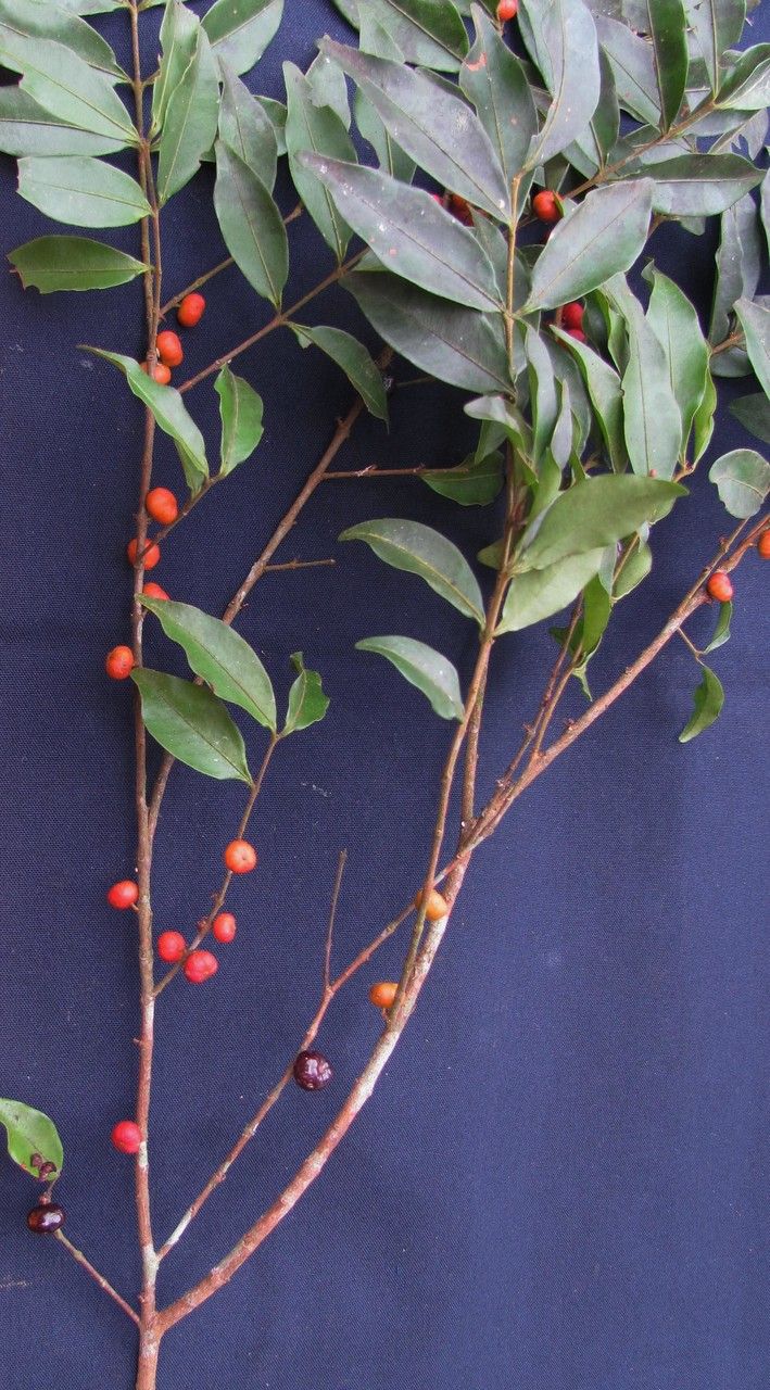 Eugenia pittieri other