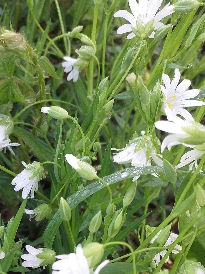 Stellaria holostea flower