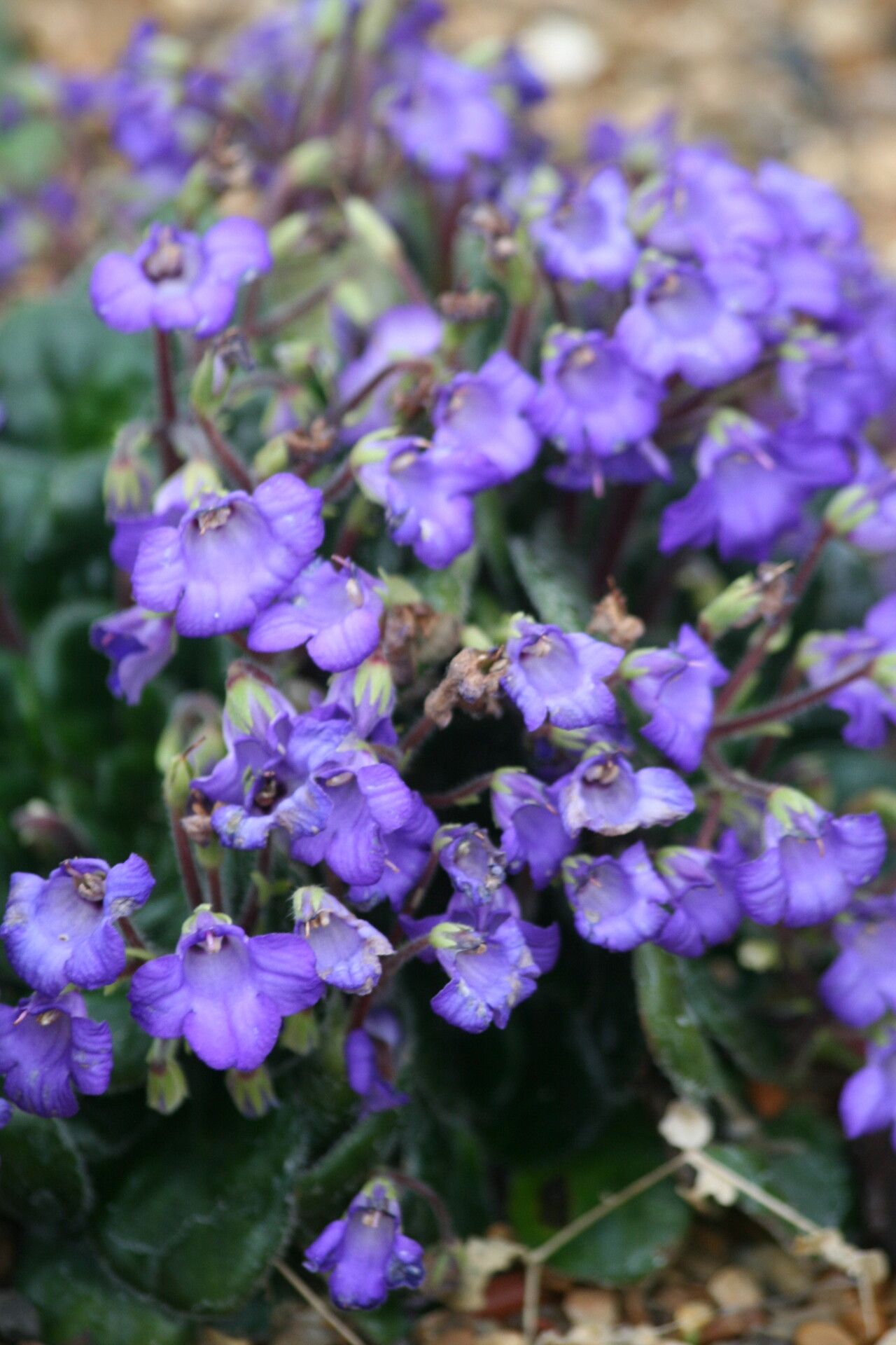 Petrocosmea minor — houseplant care guide