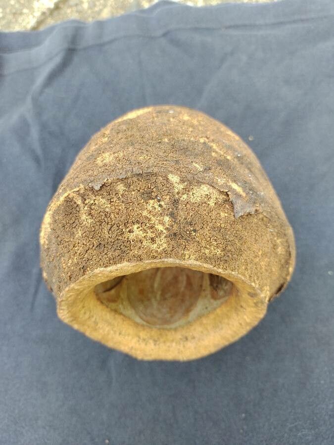 Lecythis pisonis fruit