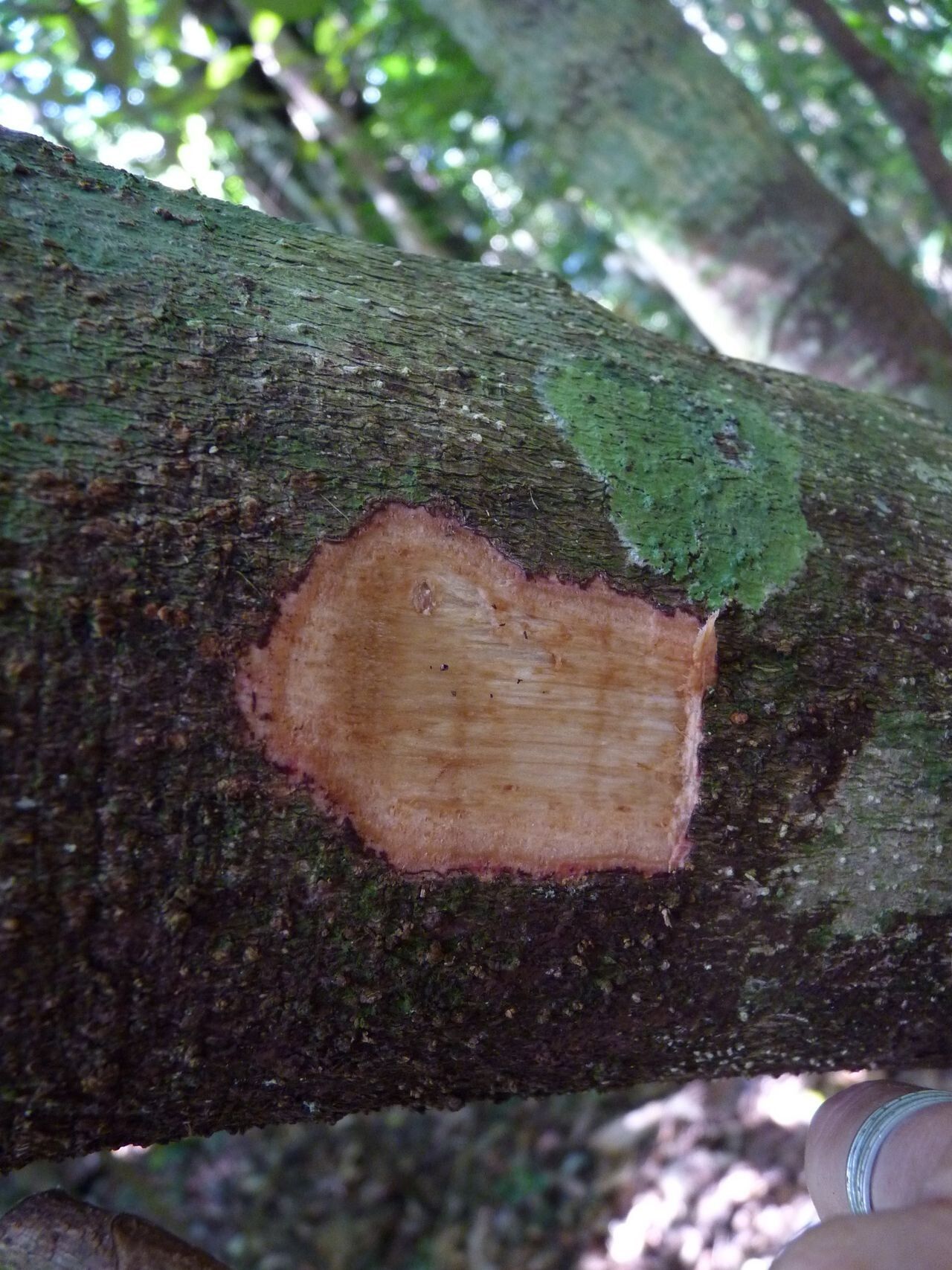 Didymocheton macrostachyus bark