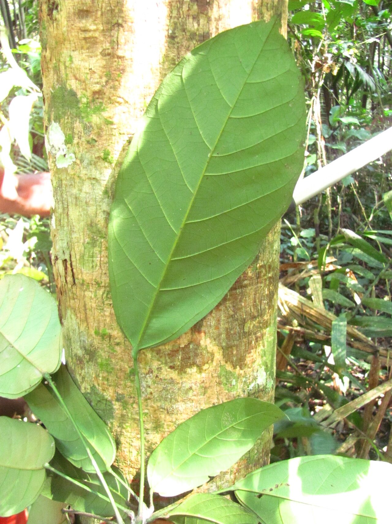 Cola altissima — related species from the same genus