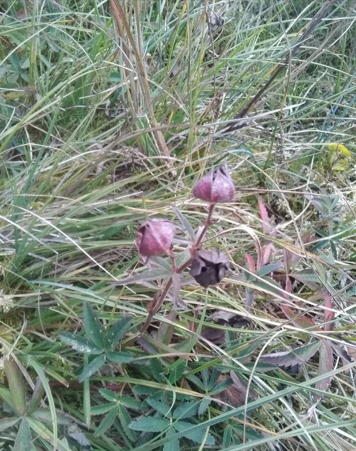Comarum palustre flower