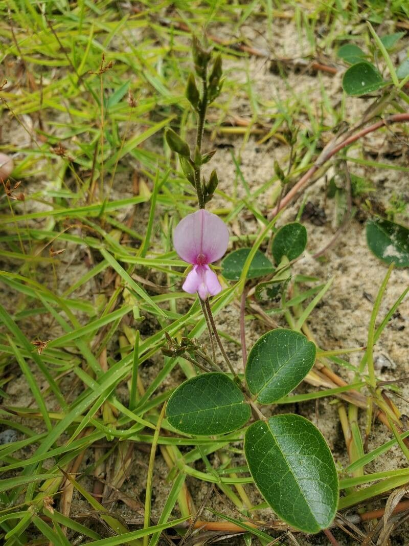 Galactia floridana flower