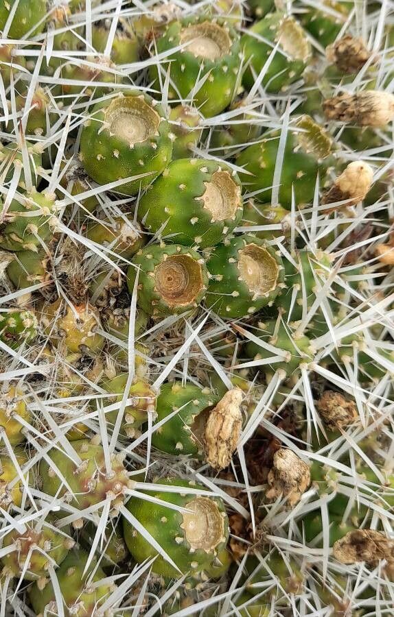 Maihueniopsis glomerata other