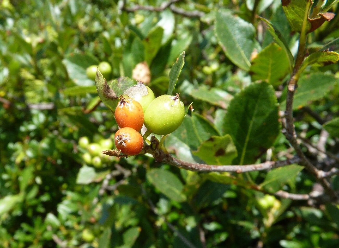 Sorbus chamaemespilus fruit