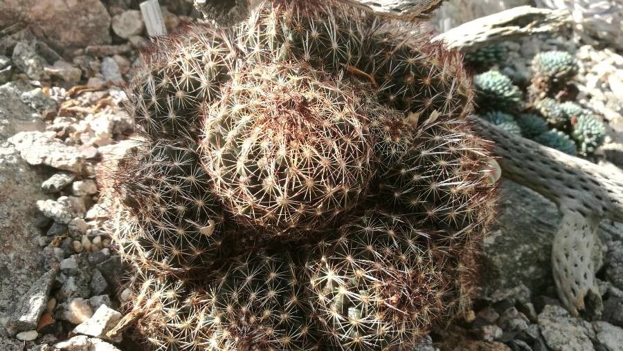 Coryphantha nickelsiae leaf