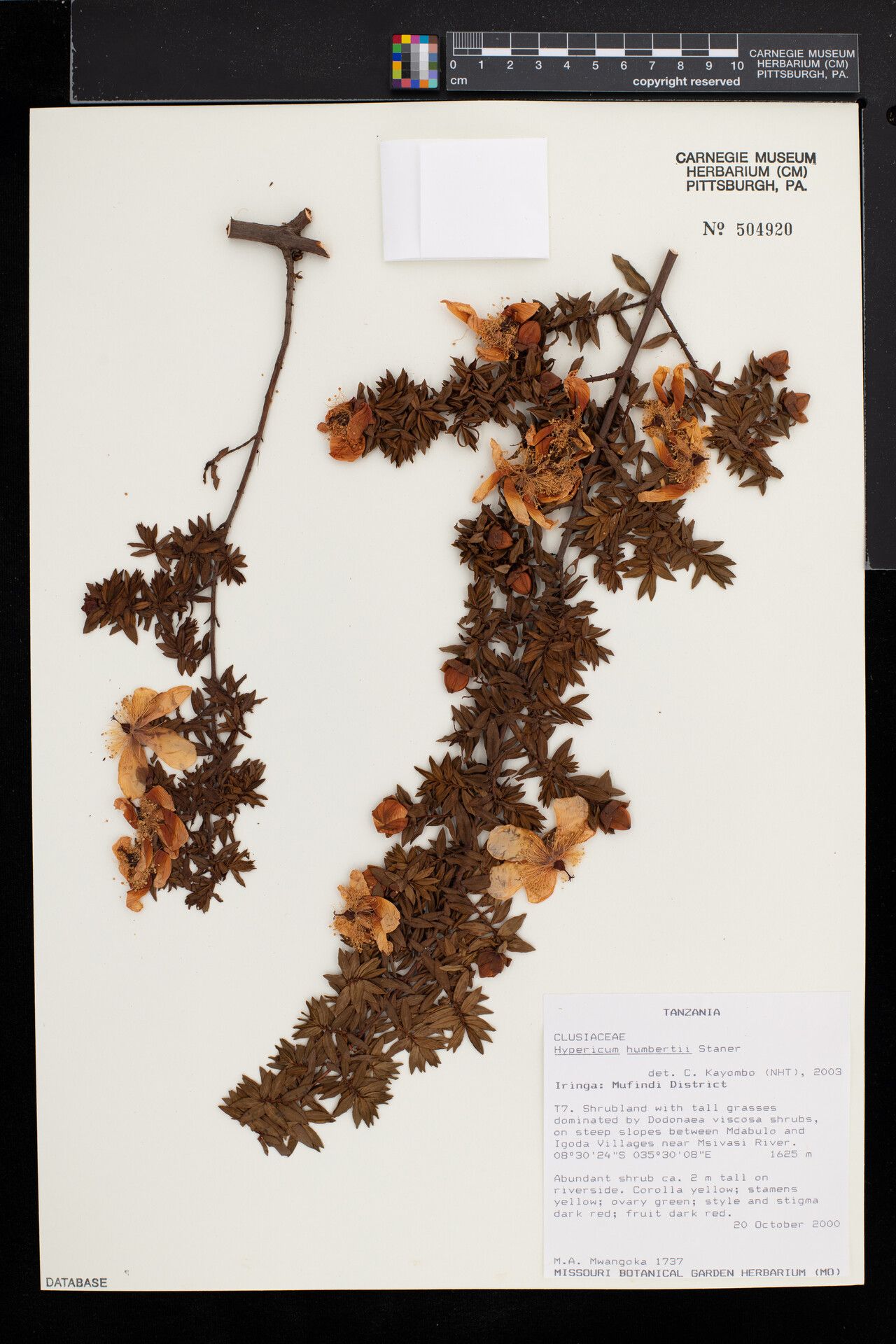 Hypericum humbertii other