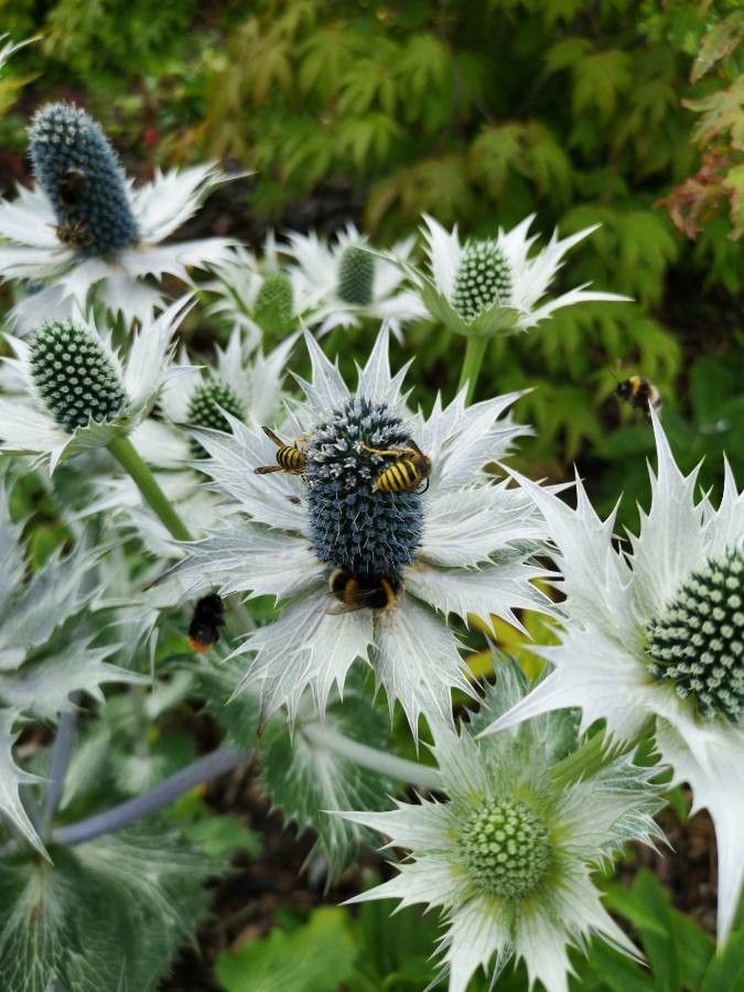 Eryngium giganteum flower