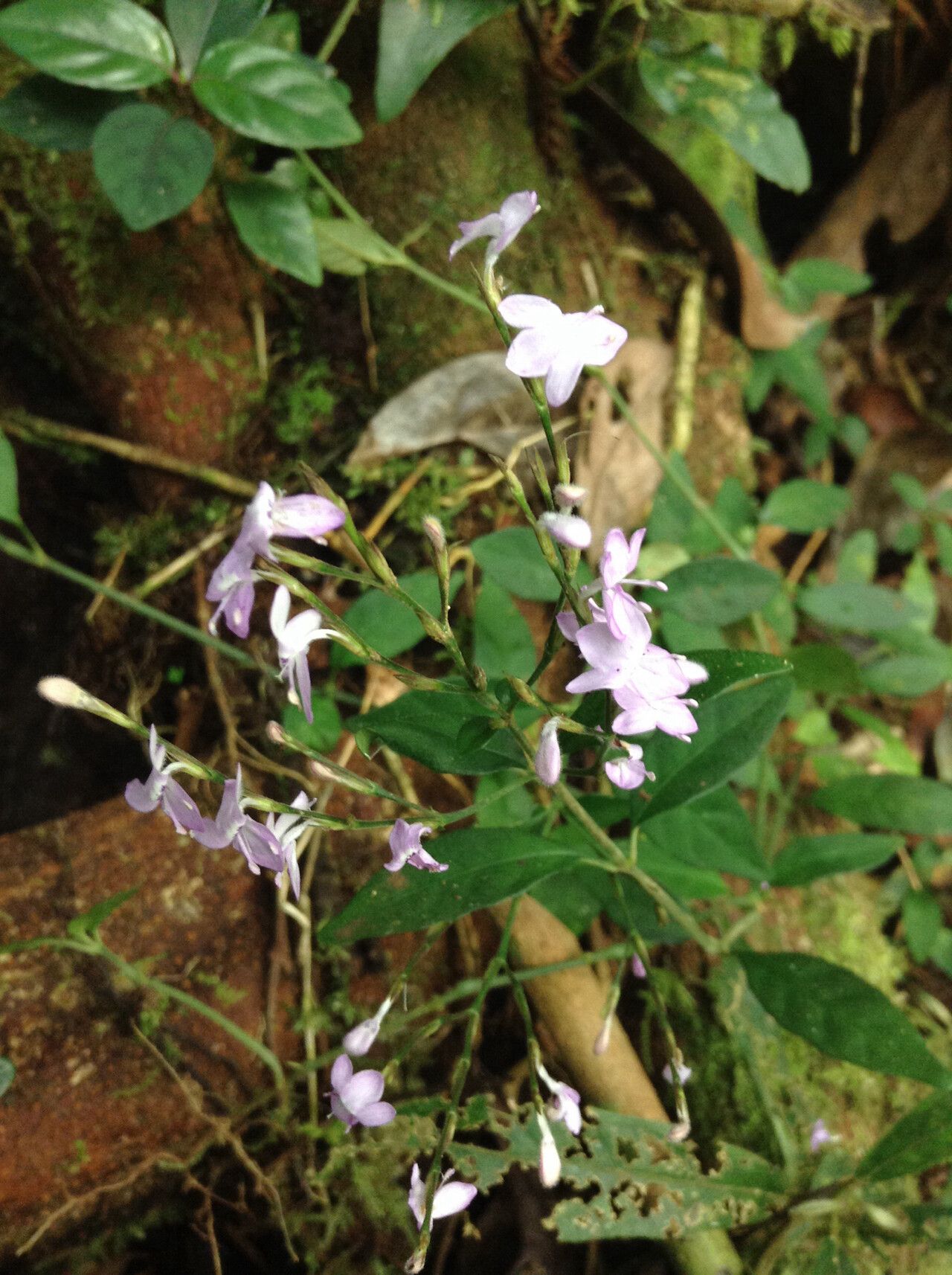 Hypoestes brachiata flower