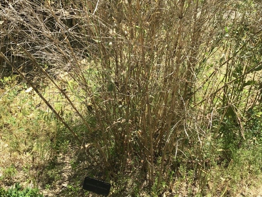 Chusquea gigantea bark