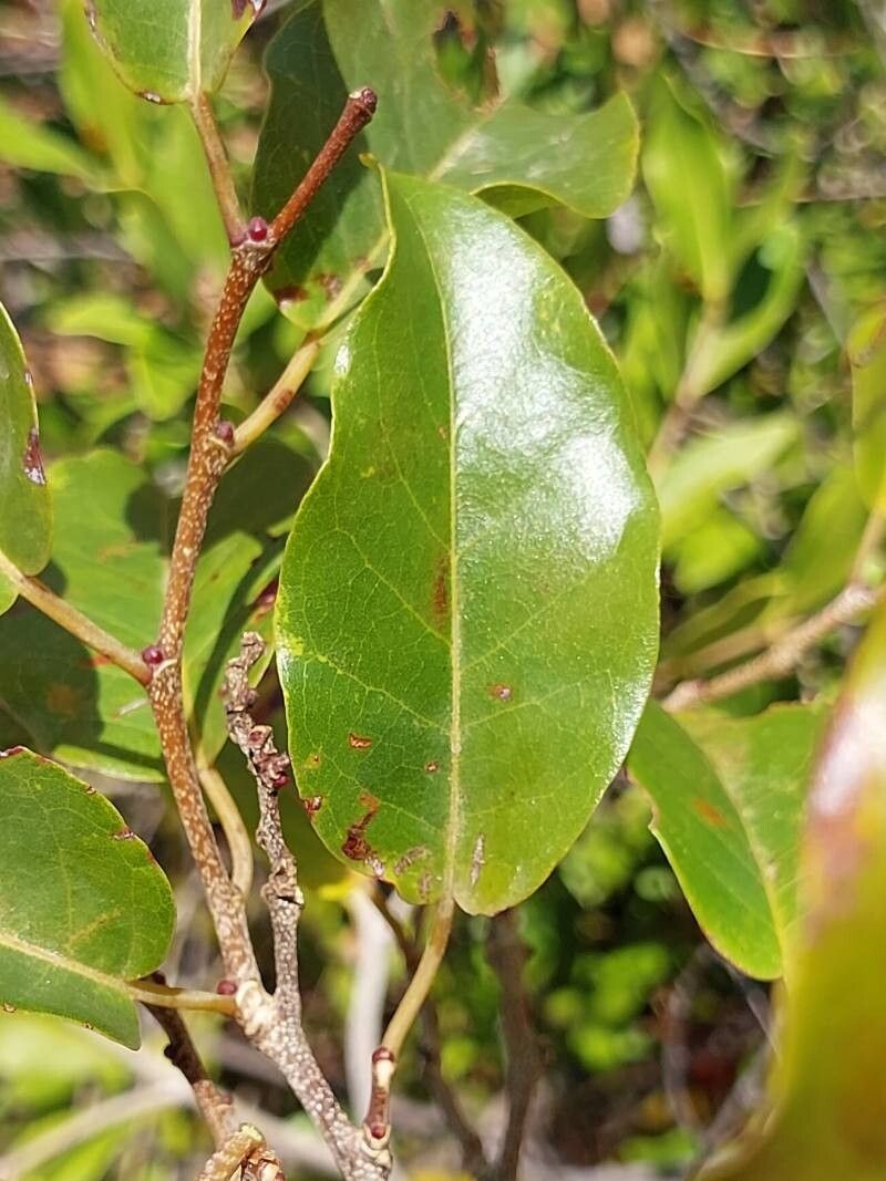 Leptolaena cuspidata — related species from the same genus