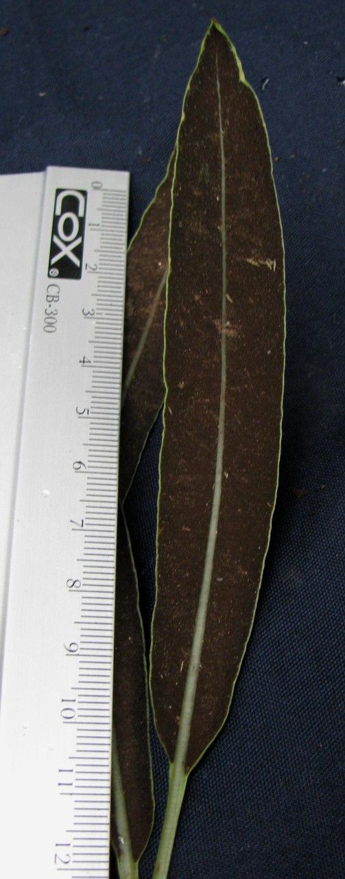 Elaphoglossum coto-brusense — houseplant care guide