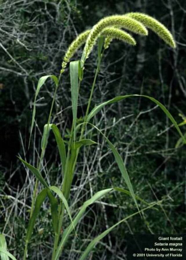 Setaria faberi — search result for 'Setaria'
