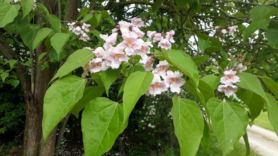 Catalpa fargesii flower