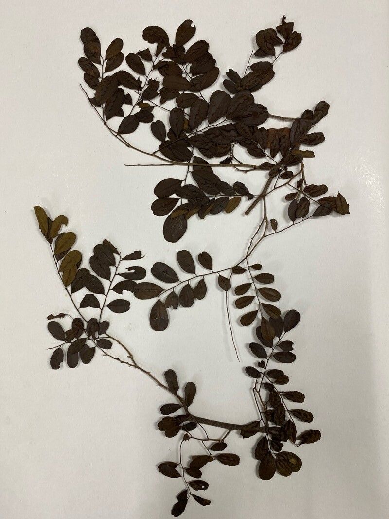 Dalbergia glabra — search result for 'Dalbergia'