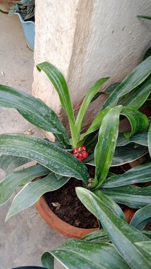 Rohdea japonica fruit