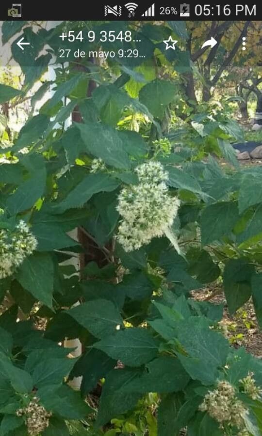 Lorentzianthus viscidus — search result for 'Bolivia'