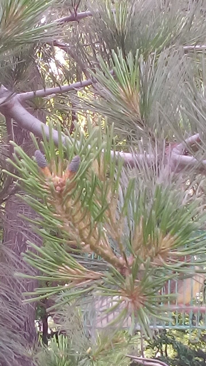 Pinus armandi flower