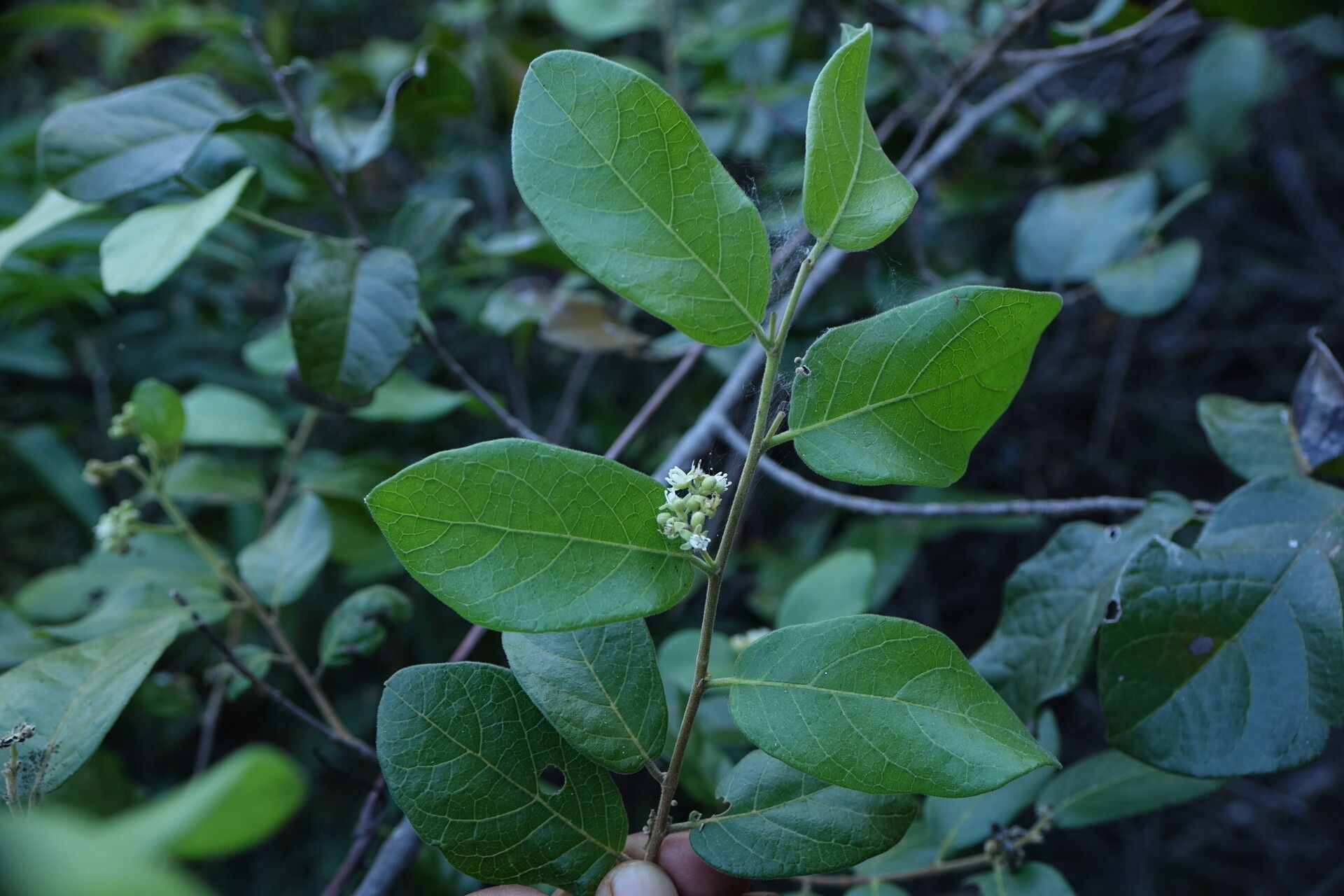 Dichapetalum bojeri leaf