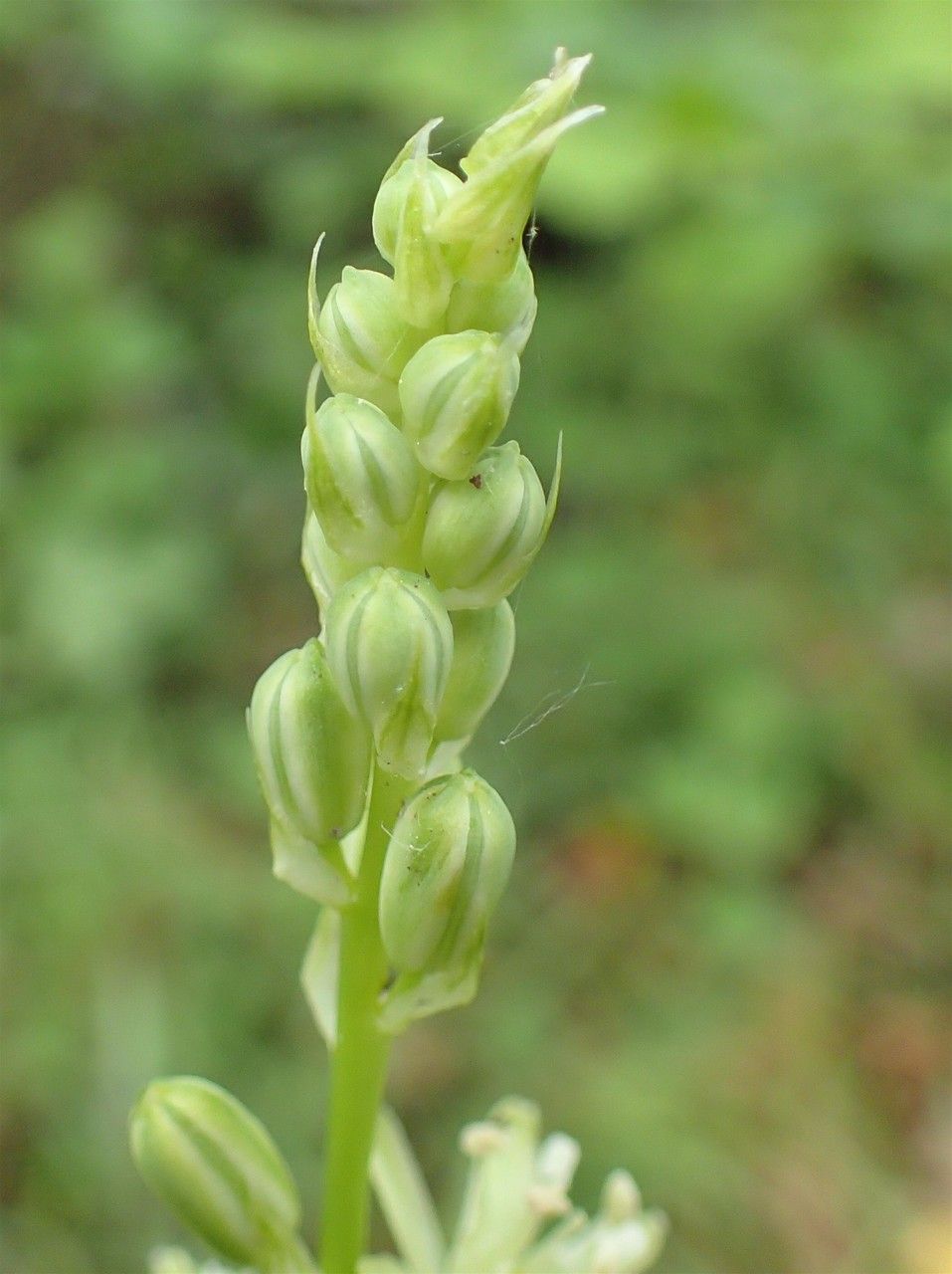 Ornithogalum pyrenaicum fruit