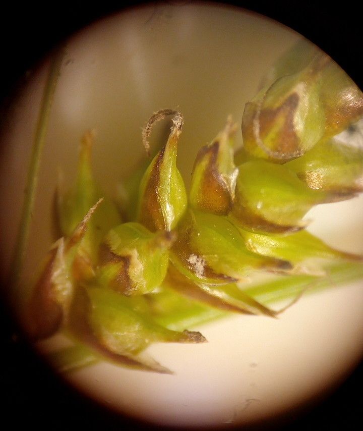 Carex liparocarpos fruit