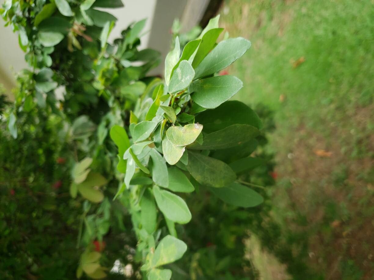 Calliandra harrisii — houseplant care guide