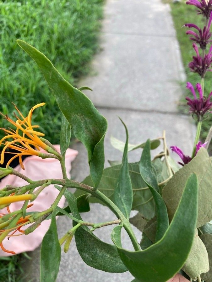 Psittacanthus calyculatus — houseplant care guide