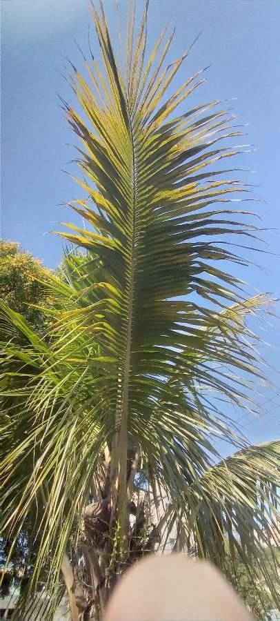 Kentiopsis oliviformis leaf