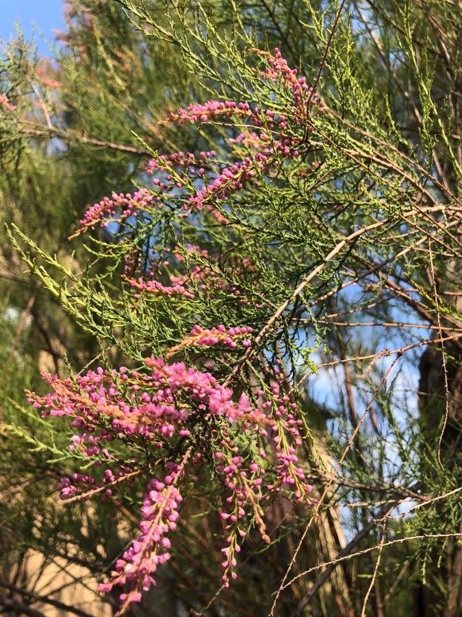 Tamarix ramosissima fruit
