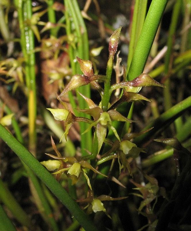 Epidendrum stangeanum other