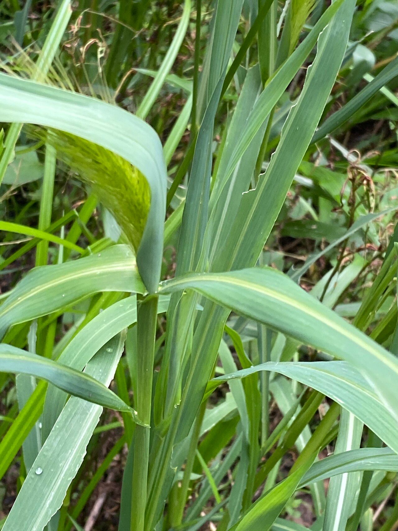 Echinochloa telmatophila — houseplant care guide