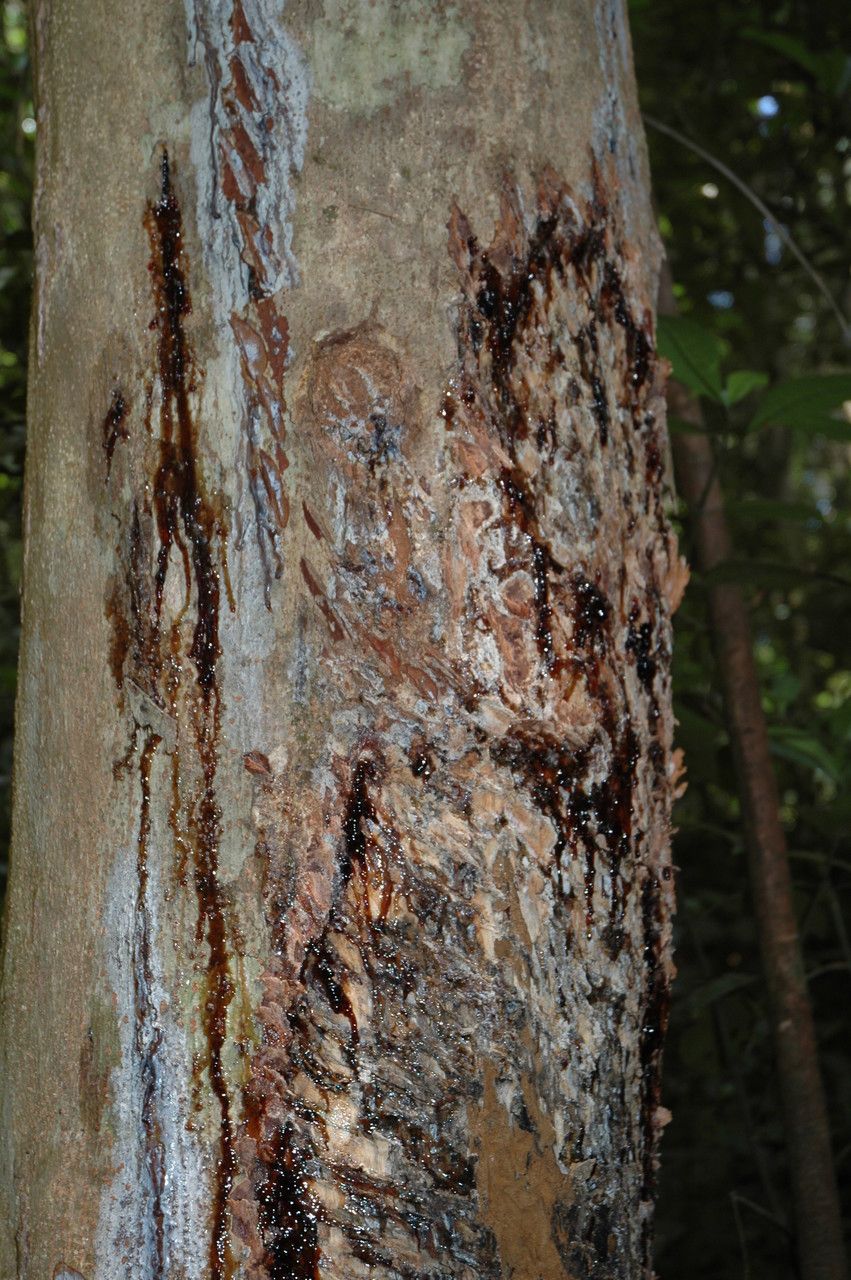 Canarium strictum bark