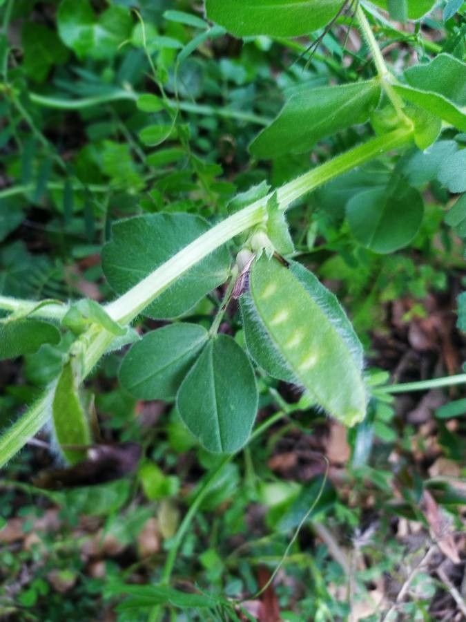 Vicia johannis fruit