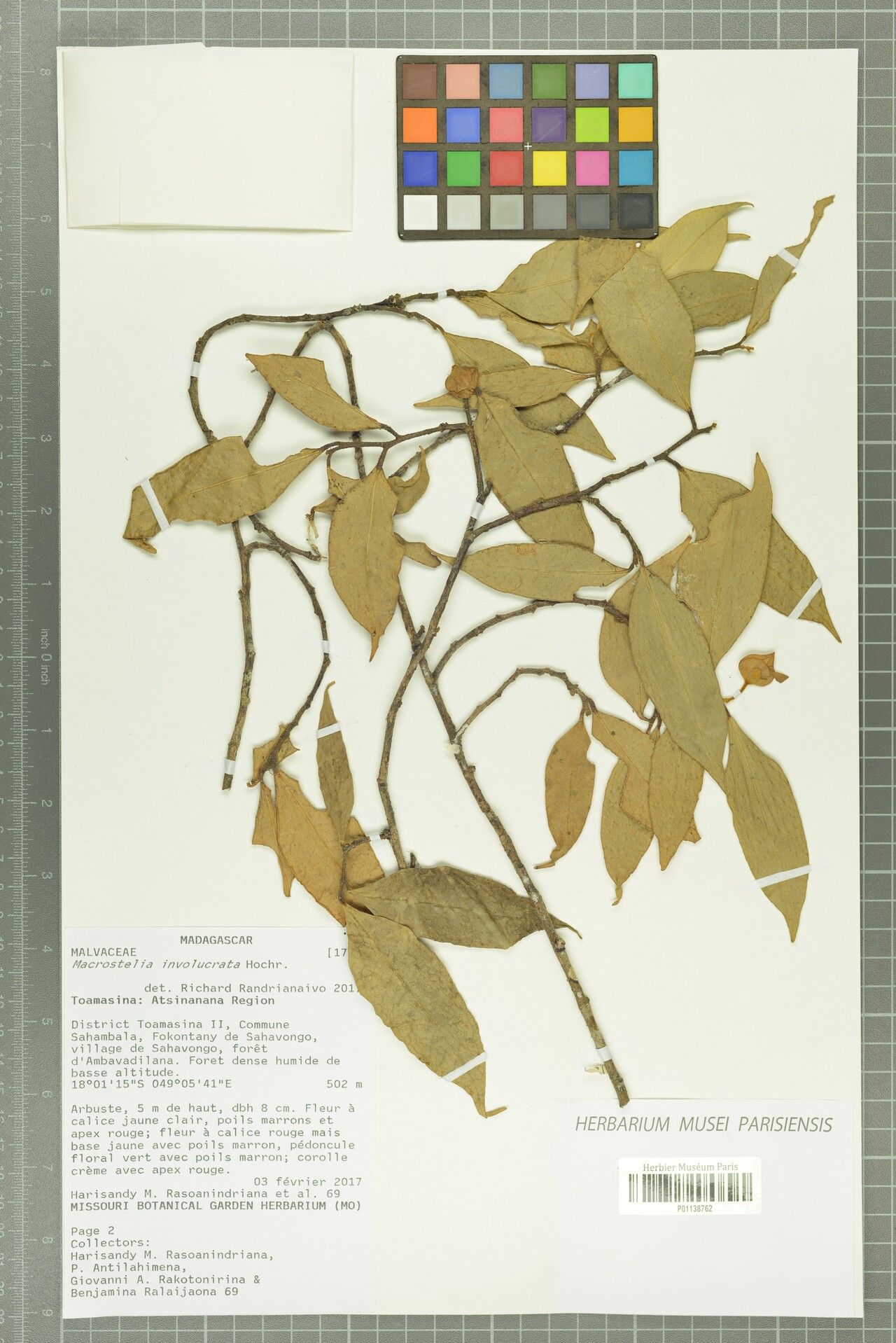 Hibiscus benedicti — houseplant care guide