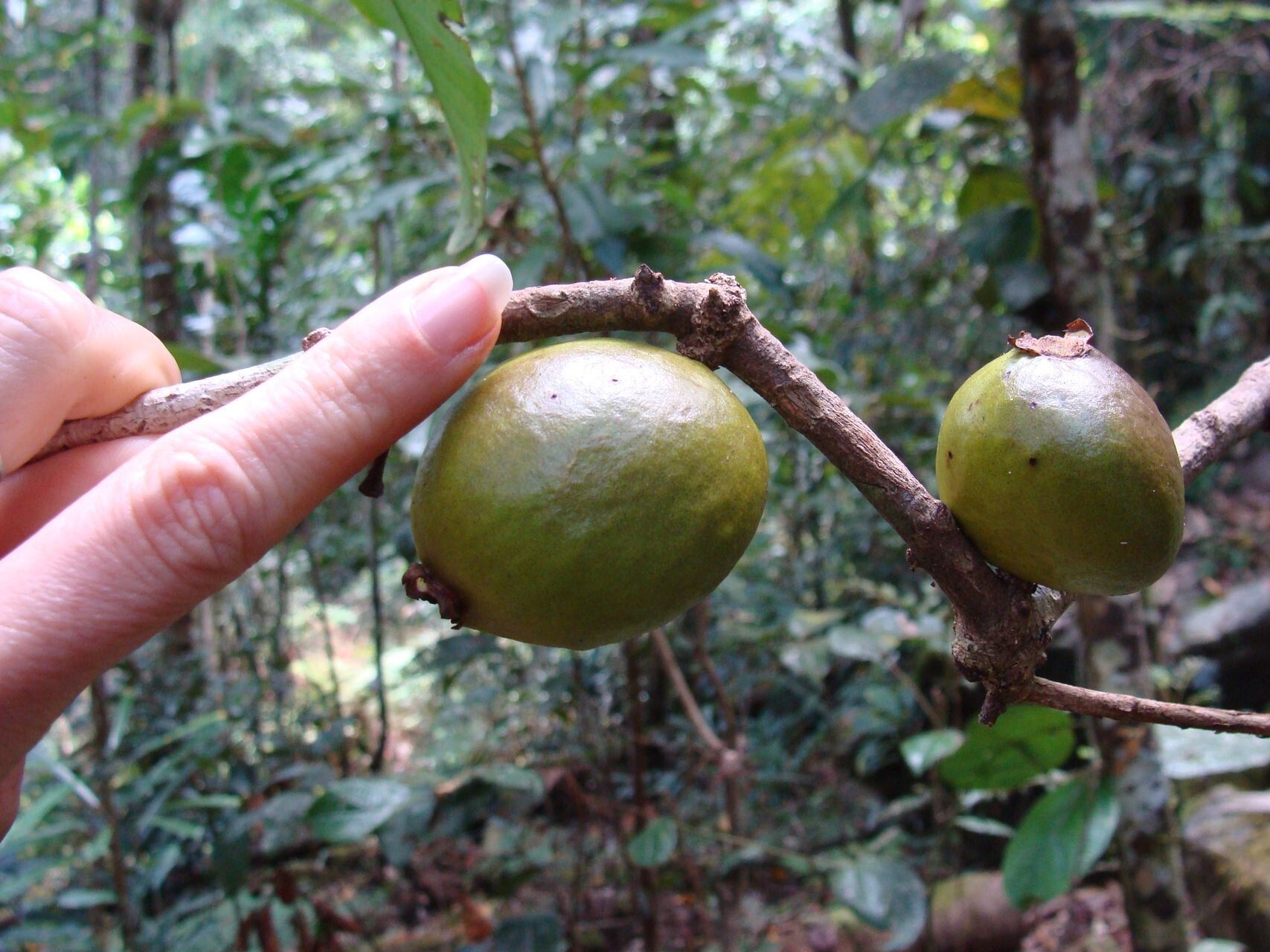 Eugenia mouensis fruit