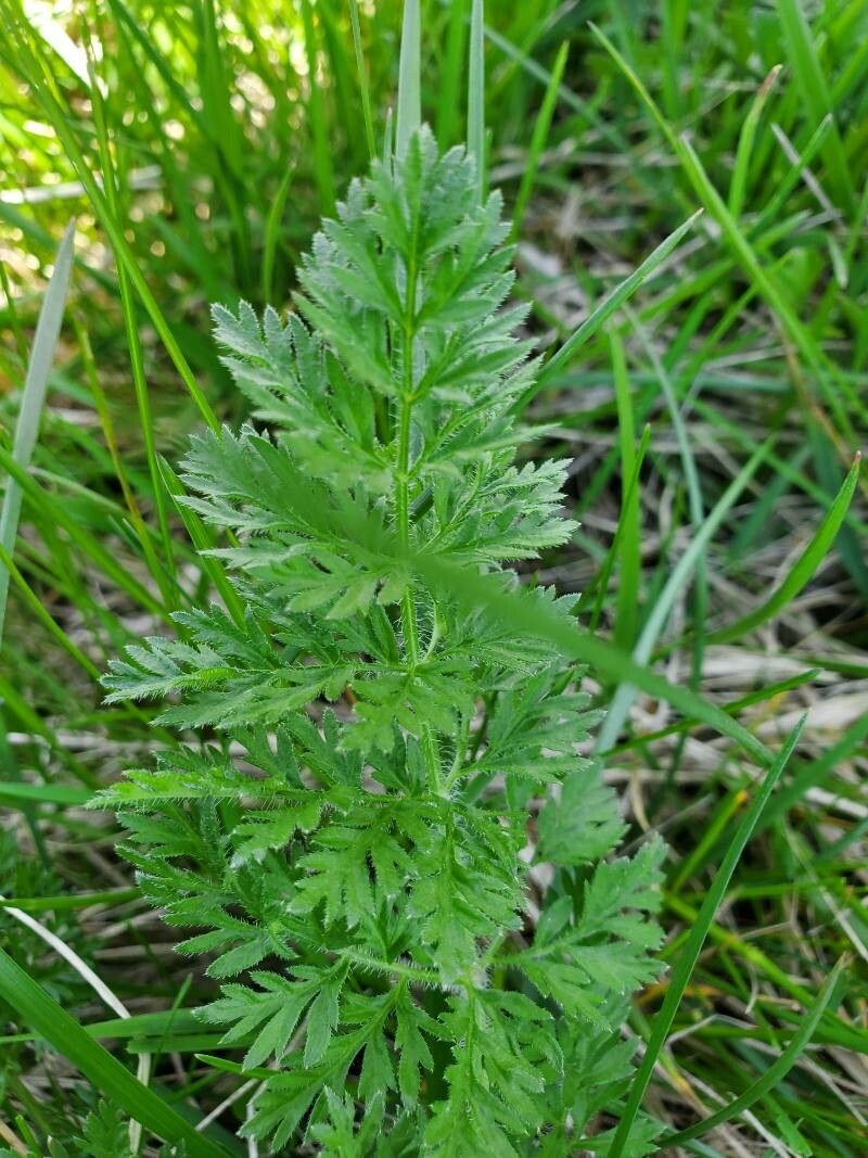 Tanacetum corymbosum leaf