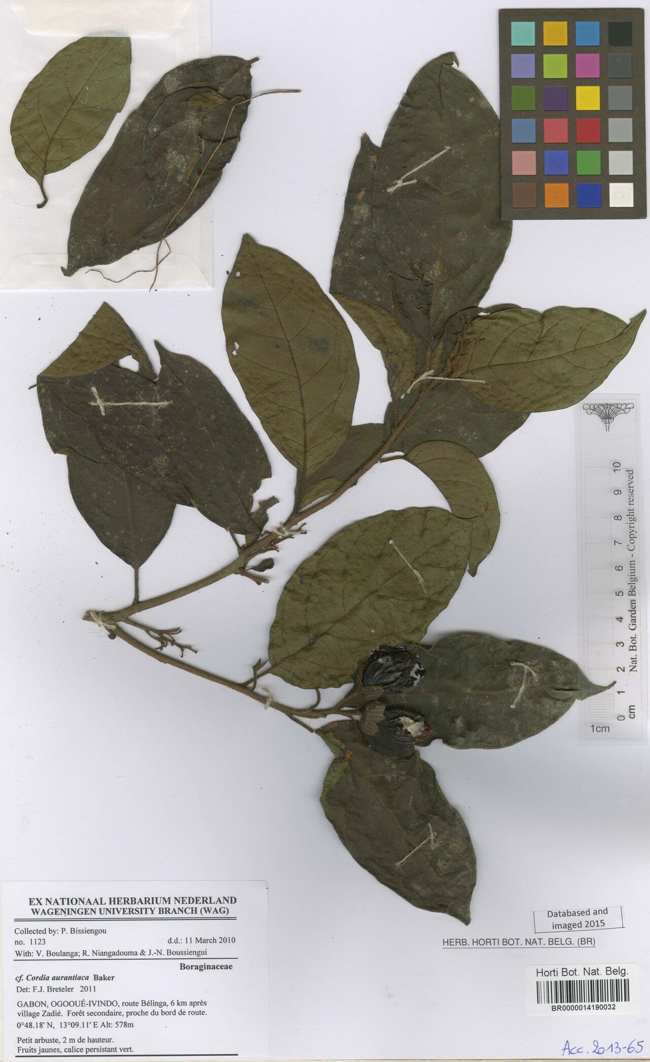 Cordia aurantiaca — houseplant care guide