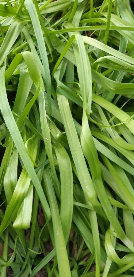Allium neapolitanum leaf